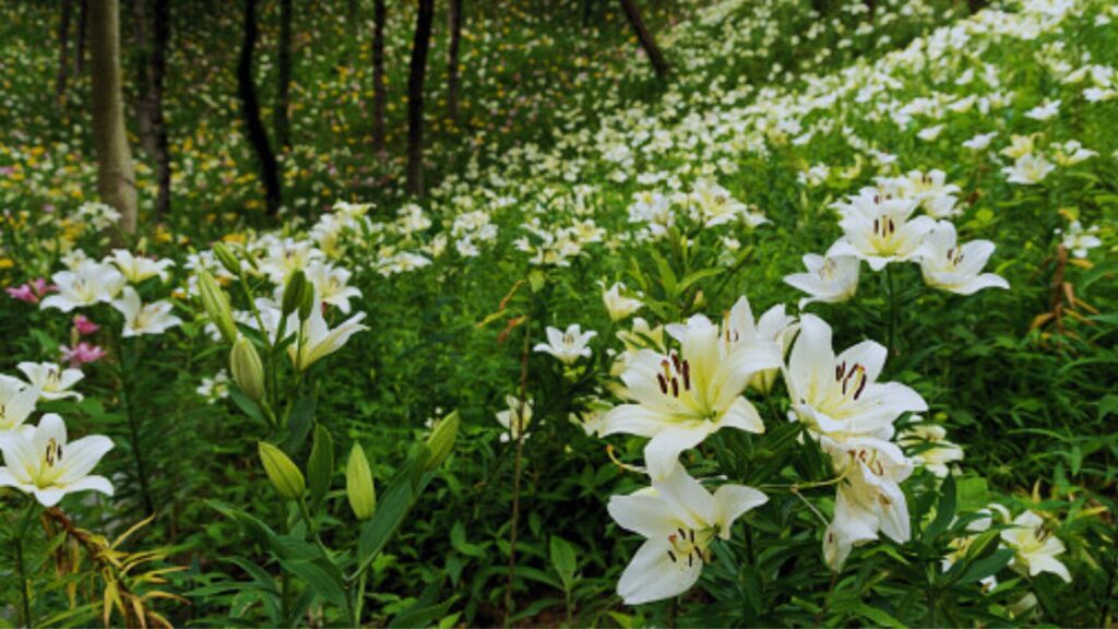 Forest Lilies